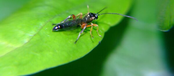 Эмен. Архив - Sputnik Кыргызстан