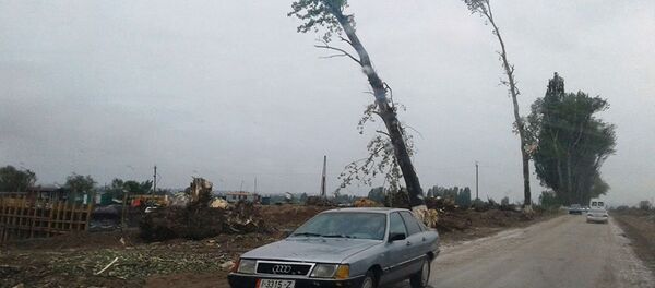 Аллея Раппопорта в Чолпон-Ате Аллея Раппопорта в Чолпон-Ате - Sputnik Кыргызстан