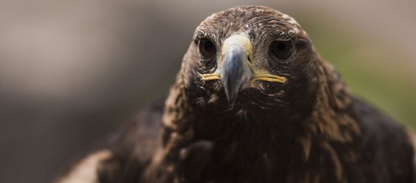 Орел. Архивное фото Орел. Архивное фото - Sputnik Кыргызстан