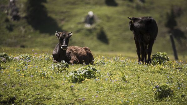 Коровы на джайлоо. Архивное фото - Sputnik Кыргызстан