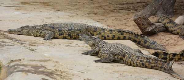 Крокодил. Архив - Sputnik Кыргызстан