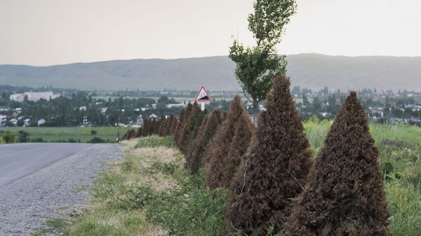 Ата-Бейит мемориалдык комплексине барчу жол боюнча көчүрүлүп тигилген туя бактары - Sputnik Кыргызстан
