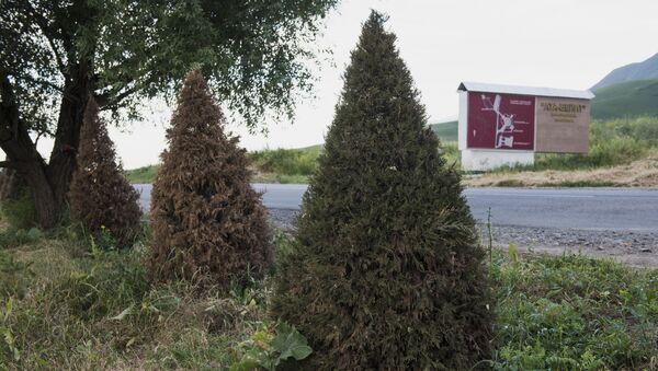Можжевельники, посаженные вдоль дороги, ведущей к мемориальному комплексу Ата-Бейит. Архивное фото - Sputnik Кыргызстан