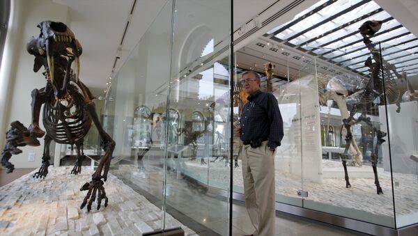 Скелет гигантской саблезубой кошки на выставке в музее Лос-Анджелеса, США. Архивное фото - Sputnik Кыргызстан