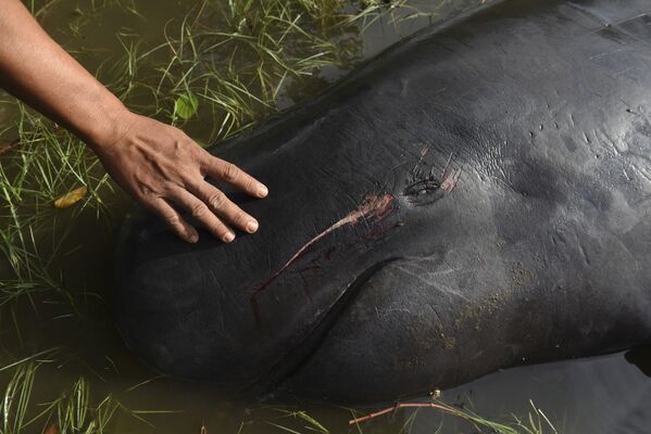 Выброс более 30 дельфинов-гринд на берег в Проболинго (Индонезия) - Sputnik Кыргызстан