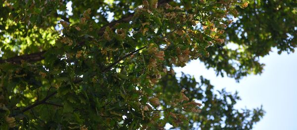 Бишкектеги белгилүү эмен багы - Sputnik Кыргызстан