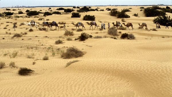 Караван верблюдов с участниками экспедиции в пустыню Сахара. Архивное фото - Sputnik Кыргызстан
