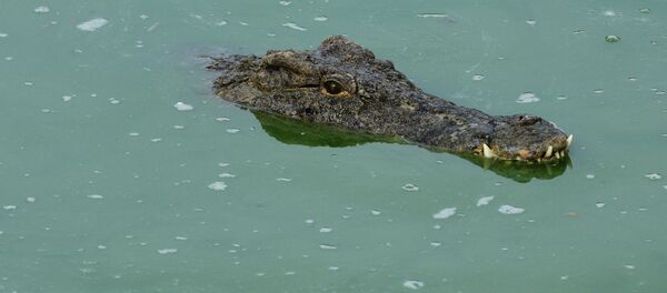 Крокодил. Архив - Sputnik Кыргызстан