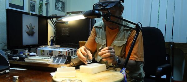 С лишними пальцами и прозрачная: ученые нашли на Урале двух необычных лягушек (копия) - Sputnik Кыргызстан