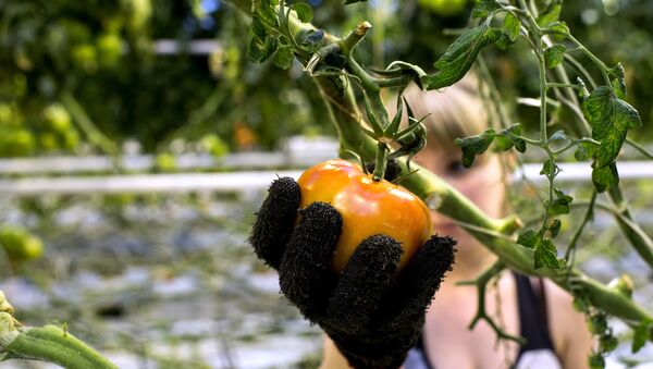 Выращивание помидора в теплице. Архивное фото - Sputnik Кыргызстан
