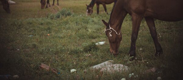 Жайыттагы жылкылар. Архив Жайыттагы жылкылар. Архив - Sputnik Кыргызстан