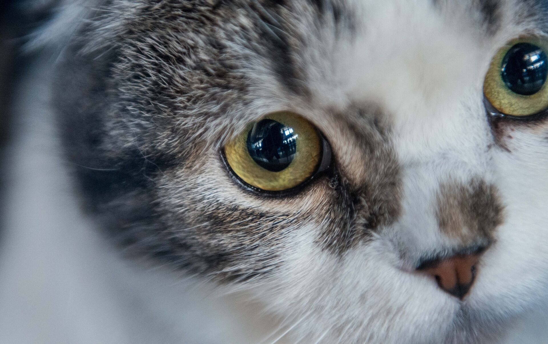 Накачанный кот из Канады стал интернет-мемом — видео