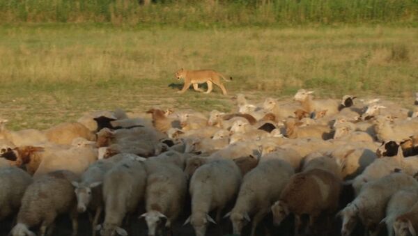 Львица-пастух, или Как Машка охраняет овец на ферме в Дагестане - Sputnik Кыргызстан