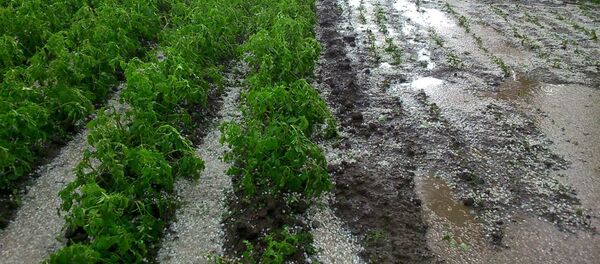 Последствия града в Ак-Суйском районе села Боз-Учук, Ак-Чий. - Sputnik Кыргызстан