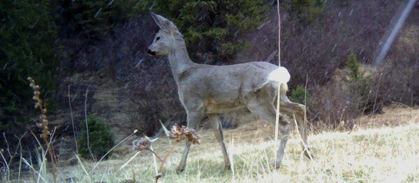 Элик. Архив Элик. Архив - Sputnik Кыргызстан