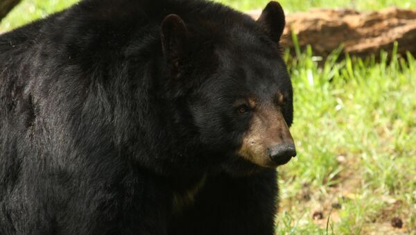 Черный медведь. Архивное фото - Sputnik Кыргызстан