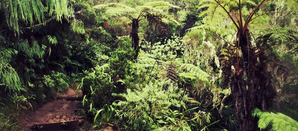 Деревья в джунглях. Архивное фото - Sputnik Кыргызстан