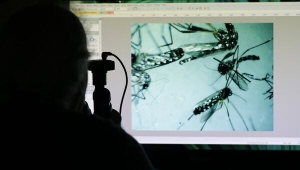 Зика вирусун тараткан Aedes albopictus чиркейлери. Архив - Sputnik Кыргызстан