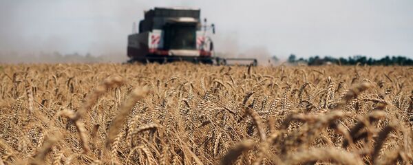 Уборка урожая пщеницы. Архивное фото - Sputnik Кыргызстан