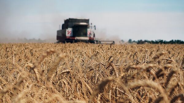 Уборка пшеницы на полях. Архивное фото - Sputnik Кыргызстан