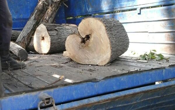 Муниципальное предприятие Зеленстрой производит снос аварийных деревьев в Бишкеке - Sputnik Кыргызстан