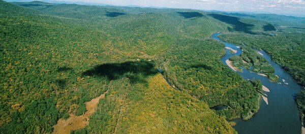 Тайга. Архивное фото - Sputnik Кыргызстан