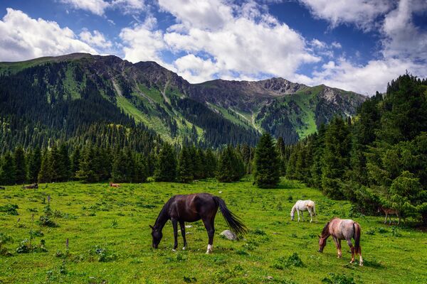 Оруу-Сай деп туура эмес айтылат. Кыргызстандагы капчыгайлардын тарыхы - Sputnik Кыргызстан