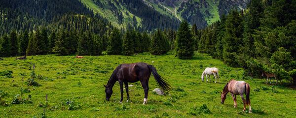 Пятнадцать фото Кыргызстана, которые могут вдохновить вас на путешествие - Sputnik Кыргызстан