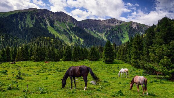 Лошади на джайлоо в ущелье Джеты-Огуз. Архивное фото - Sputnik Кыргызстан