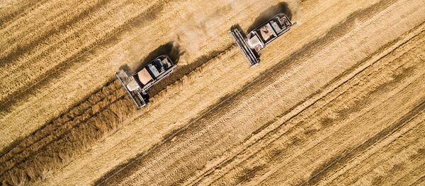 Уборка пшеницы на полях. Архивное фото - Sputnik Кыргызстан