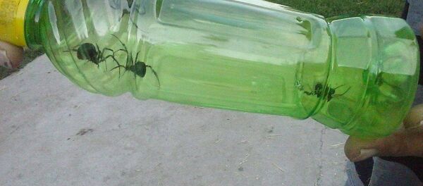 Ядовитые каракурты пойманные жителем села Петровка - Sputnik Кыргызстан