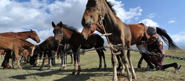 Женщина доит кобылу. Архивное фото - Sputnik Кыргызстан