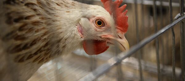 Тоок. Архив - Sputnik Кыргызстан