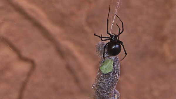 Ядовитый паук каракурт. Архивное фото - Sputnik Кыргызстан