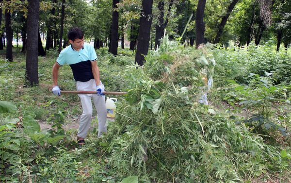 Сотрудники столичной милиции и Зеленстрой  в среду уничтожили тонну дикорастущей конопли - Sputnik Кыргызстан