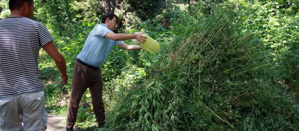 Уничтожение дикорастущей конопли в Бишкеке - Sputnik Кыргызстан