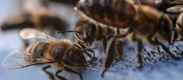 Аарылар. Архив - Sputnik Кыргызстан
