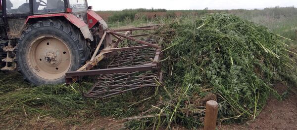 Бишкек ШИИБ тарабынан сегиз тонна кара куурай жок кылынды Бишкек ШИИБ тарабынан сегиз тонна кара куурай жок кылынды - Sputnik Кыргызстан