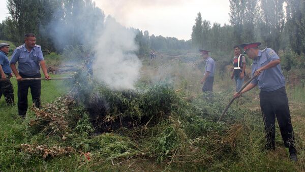 Уничтожение 4 гектара дикорастущей конопли (кара-курай) в селе Сейдикум Базар-Коргонского района - Sputnik Кыргызстан