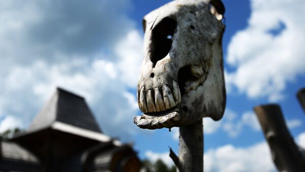 Коровий череп. Архивное фото - Sputnik Кыргызстан