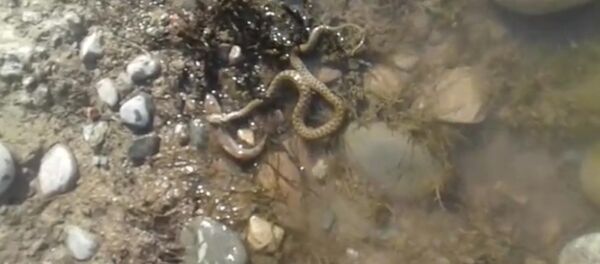 Балык менен жыландын кармашы. Жаңы конуштан тартылып алынган тасма - Sputnik Кыргызстан