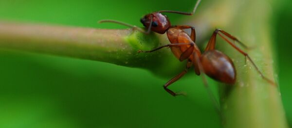 Муравей. Архивное фото Муравей. Архивное фото - Sputnik Кыргызстан