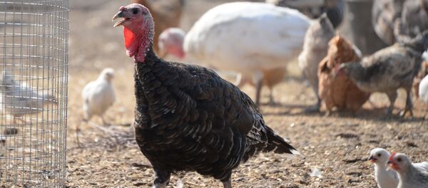 Короодогу индюк жана тооктор. Архив Короодогу индюк жана тооктор. Архив - Sputnik Кыргызстан