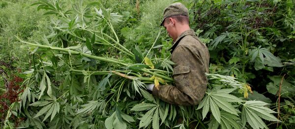 Уничтожение дикорастущей конопли. Архивное фото - Sputnik Кыргызстан