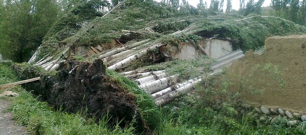 Ош облусунун Ноокат районундагы Каареке айылында кулаган 32 түп терек Ош облусунун Ноокат районундагы Каареке айылында кулаган 32 түп терек - Sputnik Кыргызстан