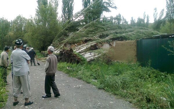 В селе Каараке Ноокатского района Ошской области на сарай рухнули 32 тополя - Sputnik Кыргызстан