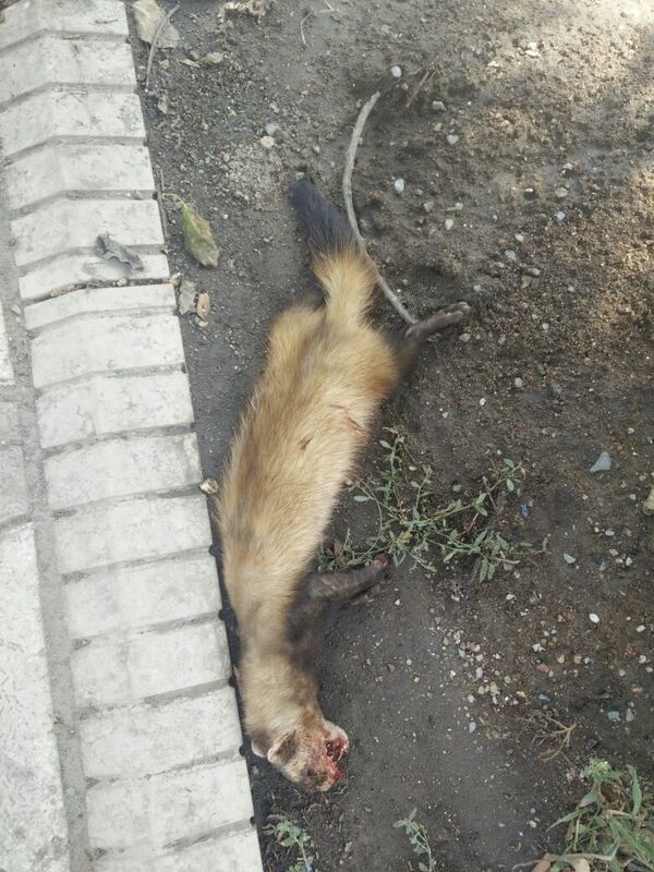 Мертвый хорек, обнаруженный на пересечении улиц Абдрахманова и Медерова - Sputnik Кыргызстан