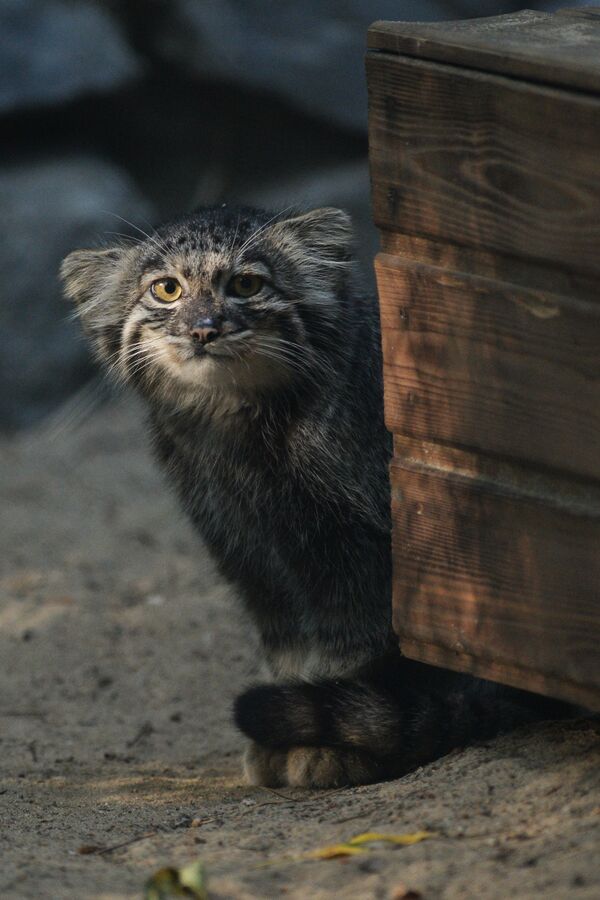 Котята манула в Новосибирском зоопарке - Sputnik Кыргызстан