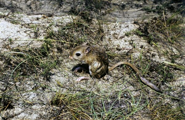 Черноморский биосферный заповедник. Емуранчик - Sputnik Кыргызстан