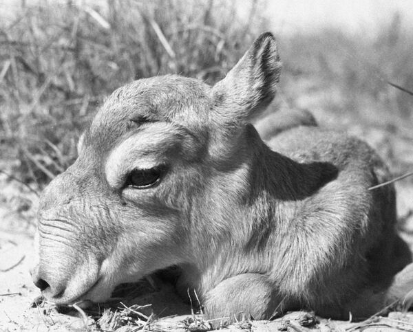 Детеныш сайги - Sputnik Кыргызстан